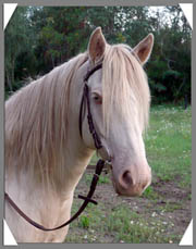 Allun p&auml;&auml;1