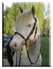 Allun p&auml;&auml;2